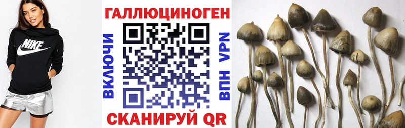 Купить где  Сафоново  Галлюциногенные грибы Psilocybe 